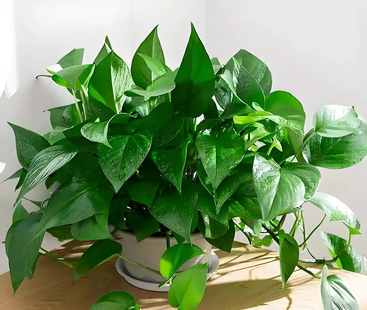 熊猫体育官方网站